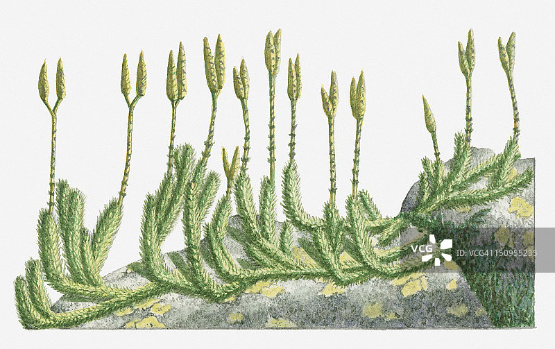 图示石松(狼脚石松，鹿角石松)具有直立的茎和孢子球果图片素材