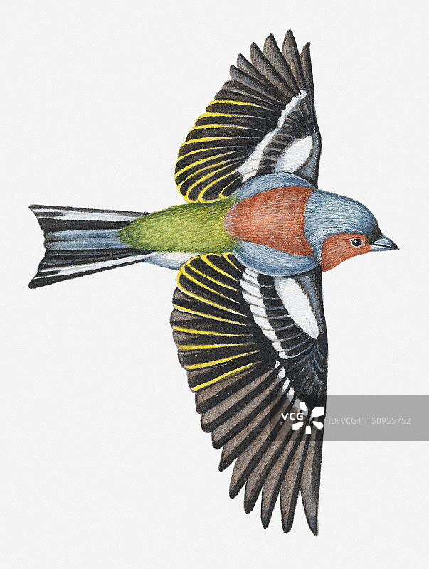 一只在飞行中的苍头燕雀的插图图片素材