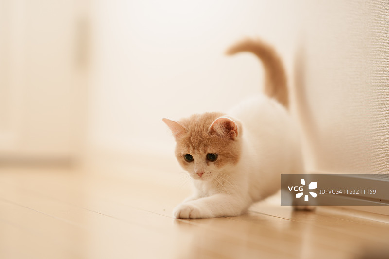 小猫追逐激光点图片素材