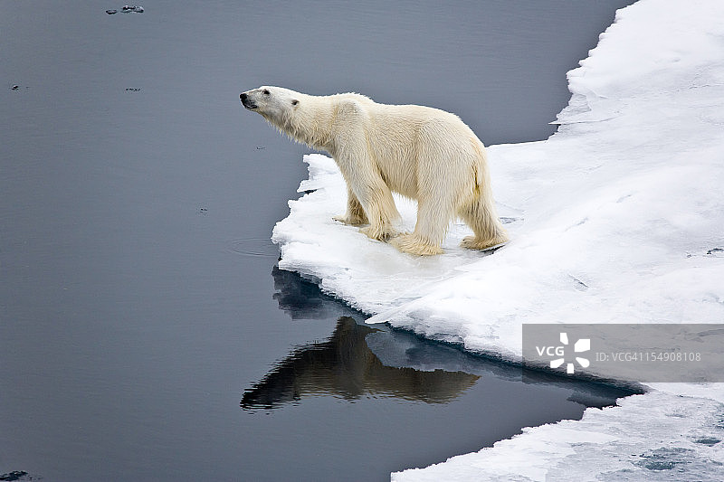 北极熊在浮冰上图片素材