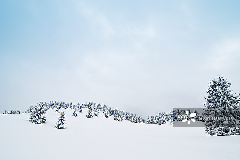 冬季景观与雪和针叶树图片素材