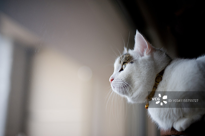 芒奇金猫靠窗图片素材