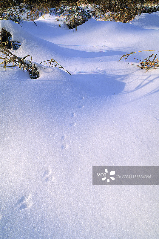 雪地上啮齿动物留下的小痕迹图片素材