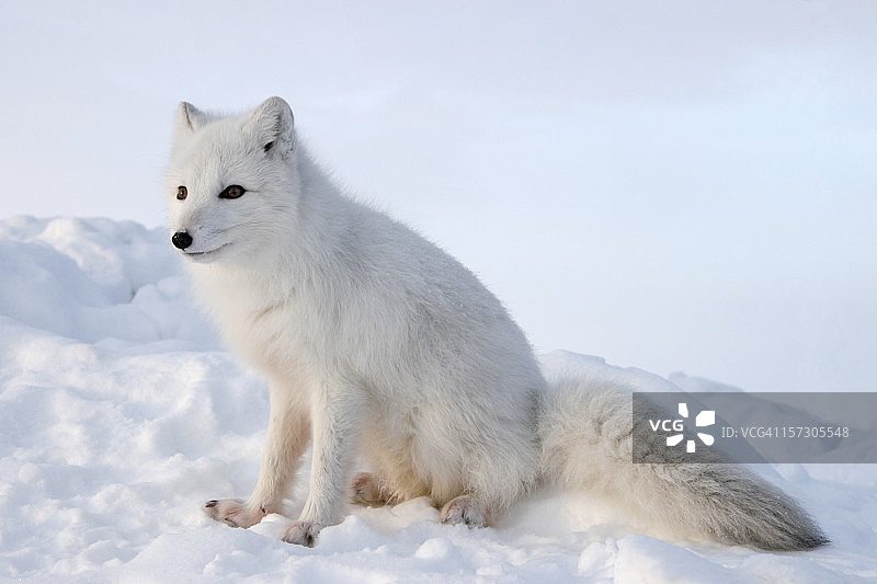 极地狐狸。冬天。图片素材