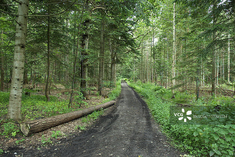 景区森林道路图片素材