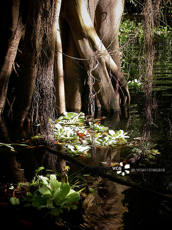 亚马逊的红树林图片素材