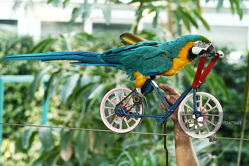 鹦鹉在绳子上驾驶自行车图片素材