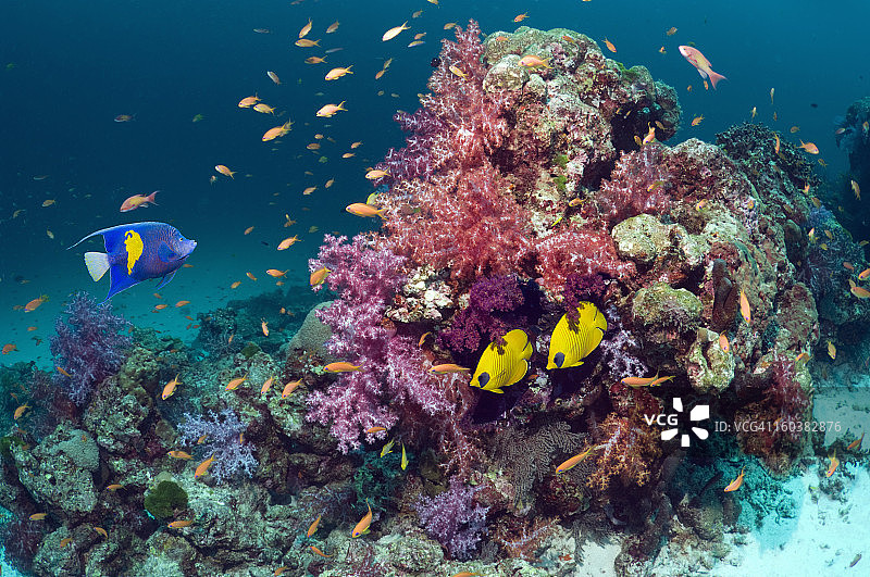 珊瑚礁风景与鱼图片素材