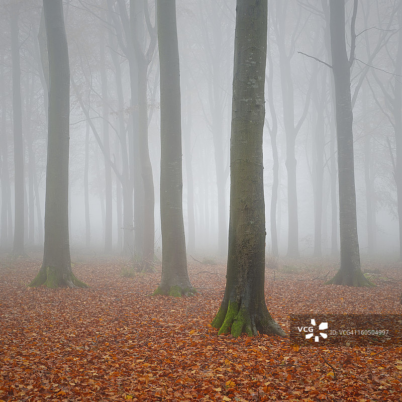 秋雾中的山毛榉林地图片素材