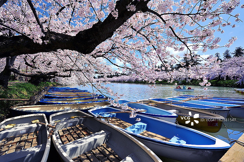 樱花船日本广崎图片素材