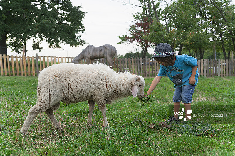 德国，慕尼黑，男孩在儿童营地给羊吃草图片素材