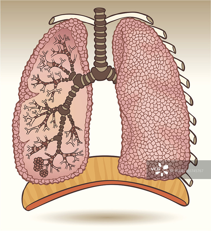 肺的颜色图片素材