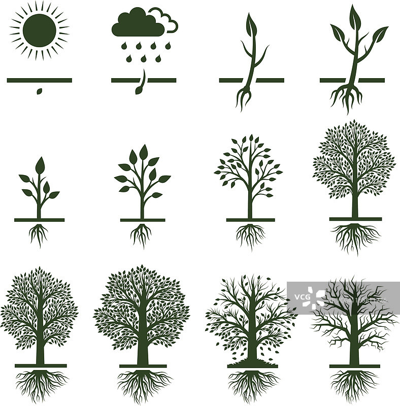 树生长生长生命周期图标设置图片素材