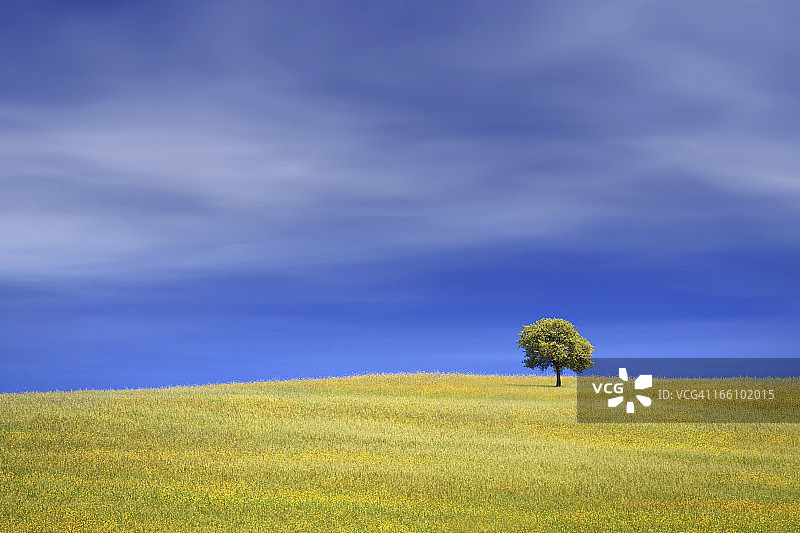 意大利托斯卡纳田野上的一棵孤独的树图片素材