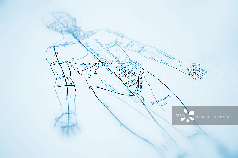 人体解剖学图片素材