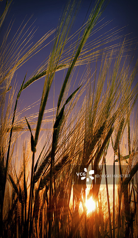 晚霞中的小麦幼苗图片素材