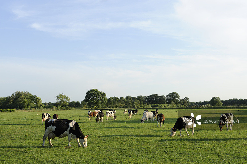 草地上的一群荷斯坦奶牛图片素材