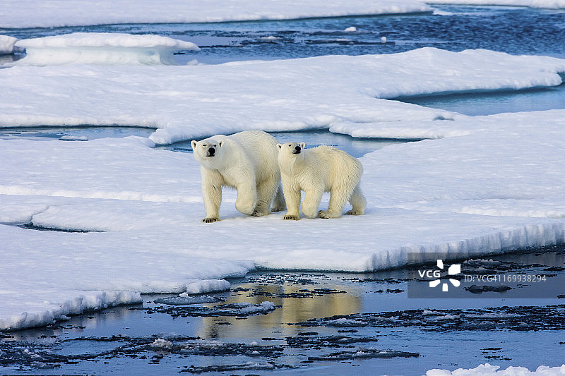两只北极熊在被水包围的浮冰上。图片素材