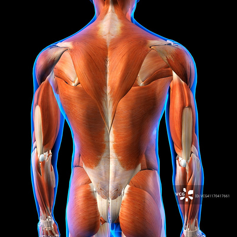 男性背部肌肉解剖在蓝色x线轮廓的后视图。全彩色3D电脑生成的插图在黑色的背景图片素材