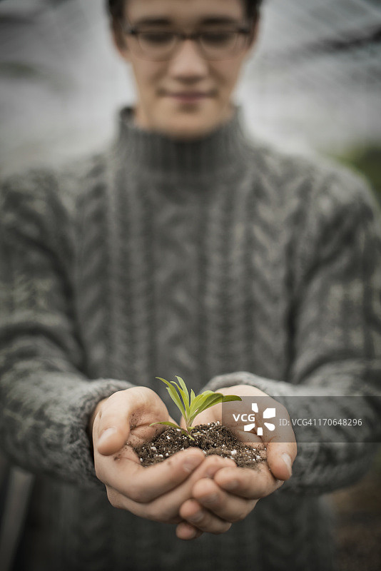 一个人在一个商业温室里，拿着一个小的植物幼苗在他的杯状的手。图片素材