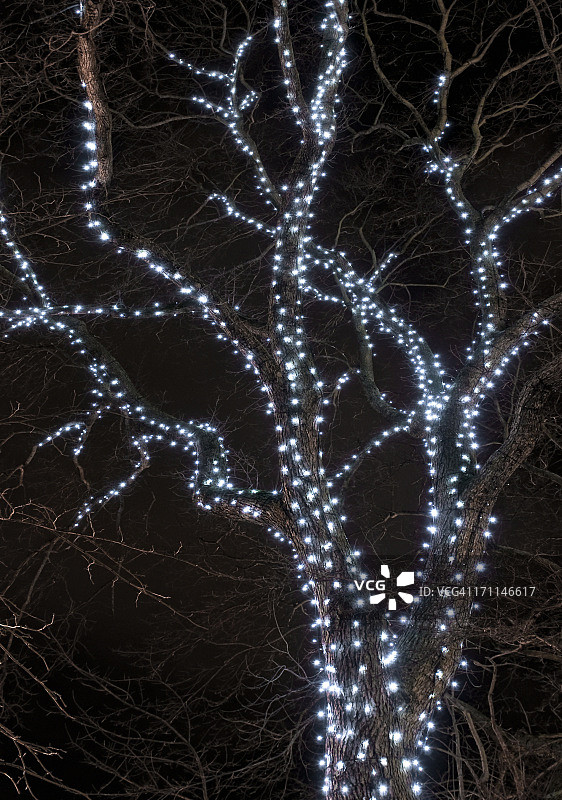 冬天的树与仙女灯图片素材