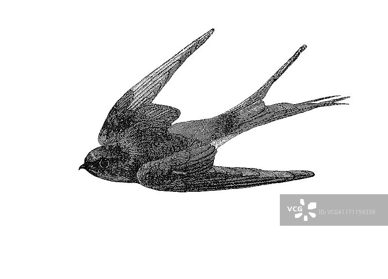 燕子插图图片素材
