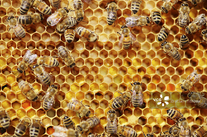 蜜蜂图片素材