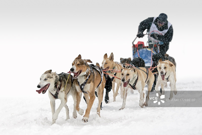 六狗雪橇比赛图片素材
