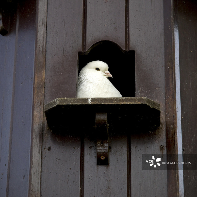 有白鸽在望的鸟屋图片素材