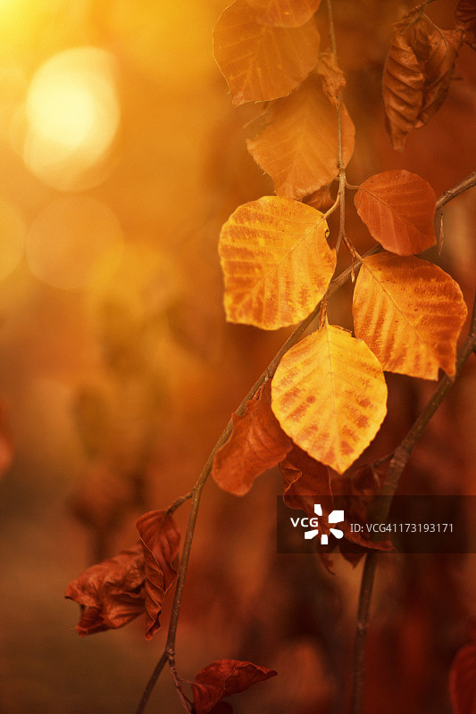 秋天山毛榉的叶子图片素材
