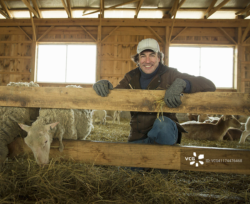 纽约州冷春冬日的有机农场。照料牲畜的家庭。农夫和羊在羊圈里。图片素材