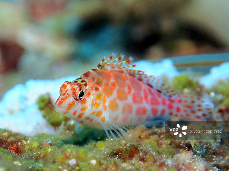 珊瑚hawkfish图片素材