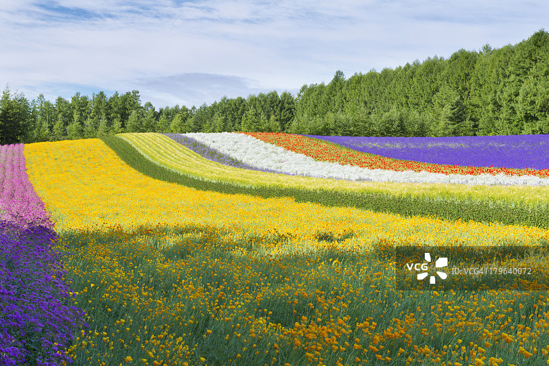 美丽的多色鲜花的田野图片素材