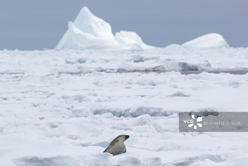 南极东部南极以北180英里处，一只食蟹海豹在南极大洋的浮冰上图片素材