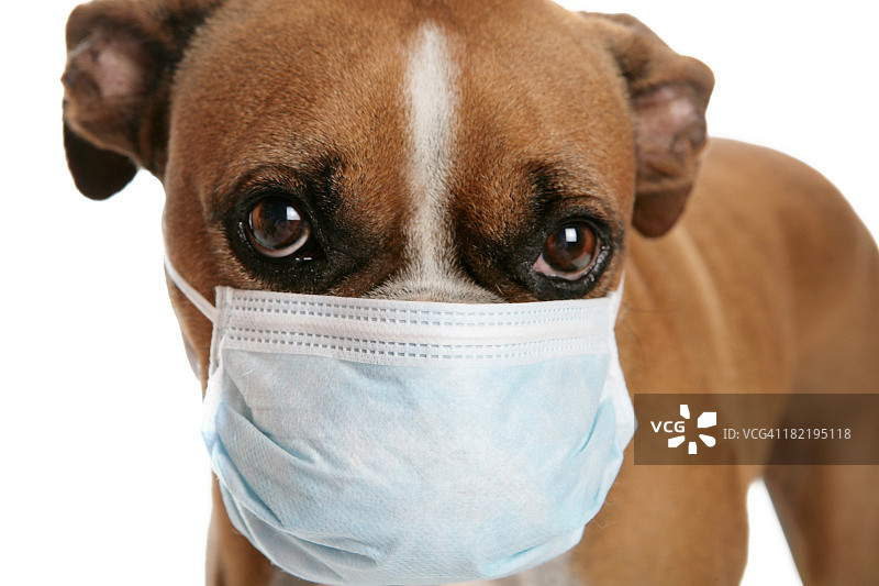 鼻子上戴着流感口罩的拳击犬图片素材