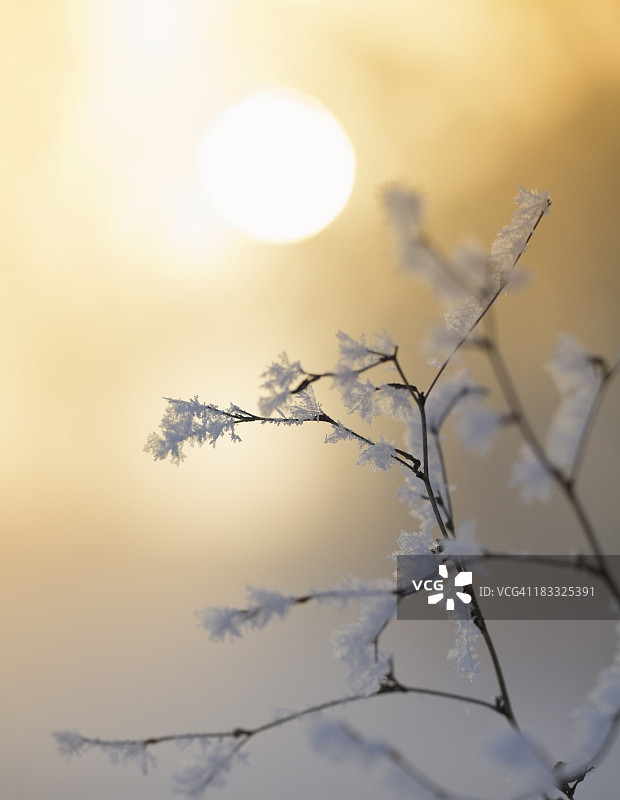 一缕冬日的阳光照在冻僵的小树枝上图片素材