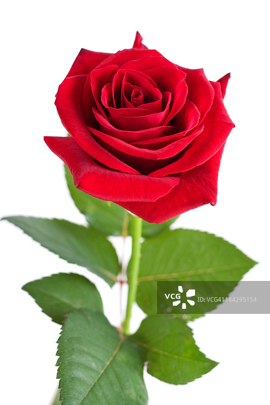 单朵红玫瑰图片素材