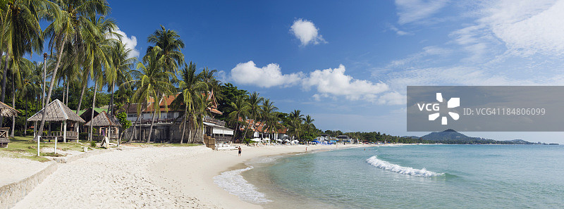 沙查翁海滩的棕榈树图片素材