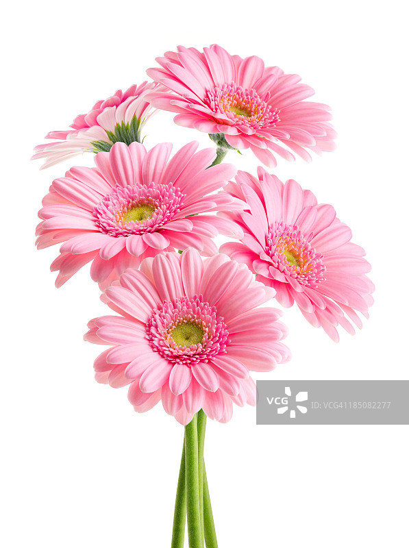 粉红雏菊(附剪接路径)图片素材