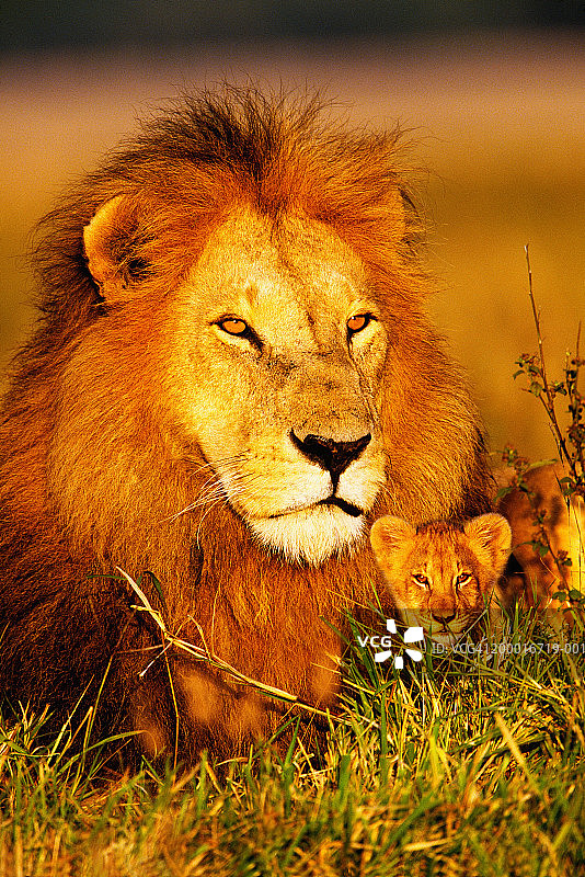 成年雄狮和幼狮(狮子)坐在草地上图片素材