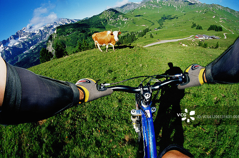 瑞士，Champery，山地摩托车手对面山坡上的奶牛图片素材