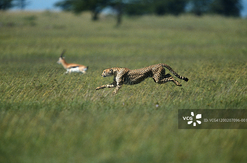 猎豹追逐瞪羚，侧面图，马赛马拉，肯尼亚图片素材