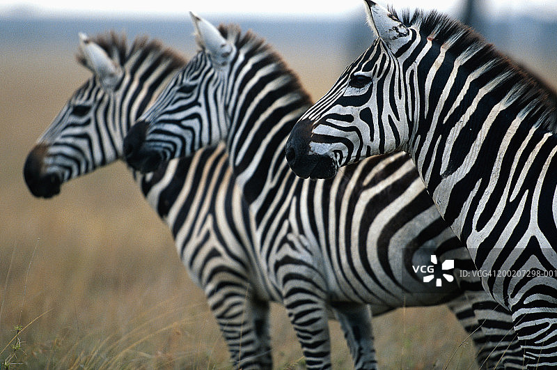 三只草原斑马排成一排，肯尼亚N.R的马赛马拉图片素材
