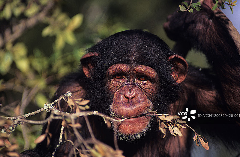 黑猩猩(Pan troglodytes)坐在绿色丛中，咬树枝，肯尼亚，特写图片素材