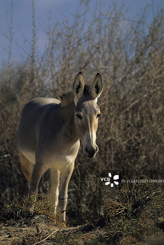 索马里野驴，以色列图片素材