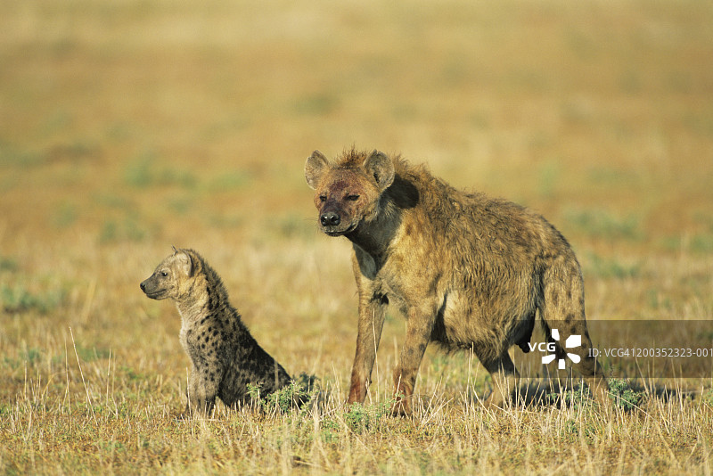 斑点鬣狗(Crocuta Crocuta)与幼崽，马赛马拉，肯尼亚，非洲图片素材