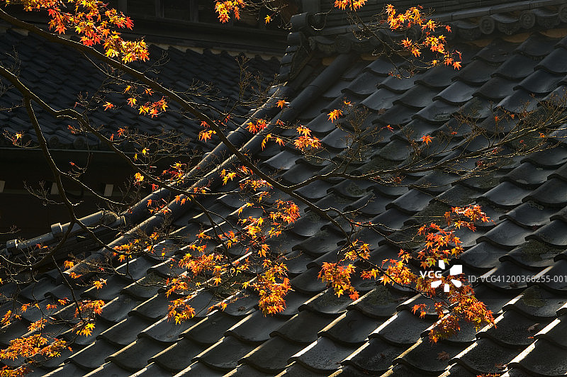 寺庙屋顶细节和日本枫木，京都，本州，日本图片素材