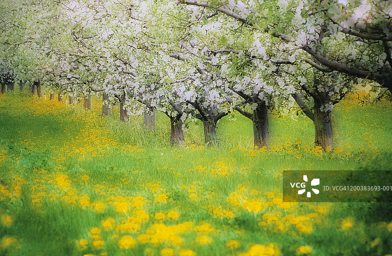 樱桃园和盛开的野花，春天(图片三明治)图片素材