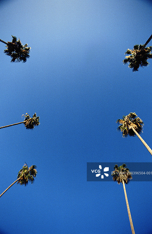 棕榈树，低角度视野图片素材