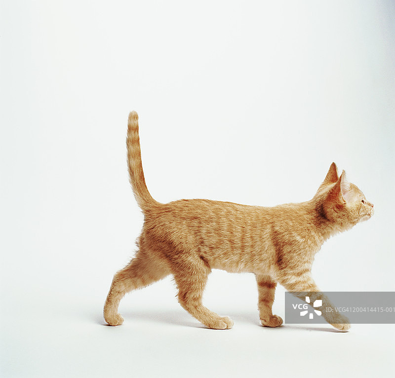 小姜猫翘着尾巴走路，侧视图图片素材